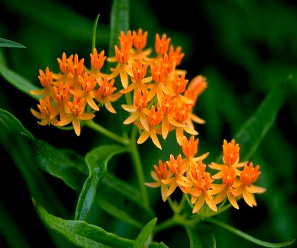 FP_orange_flower