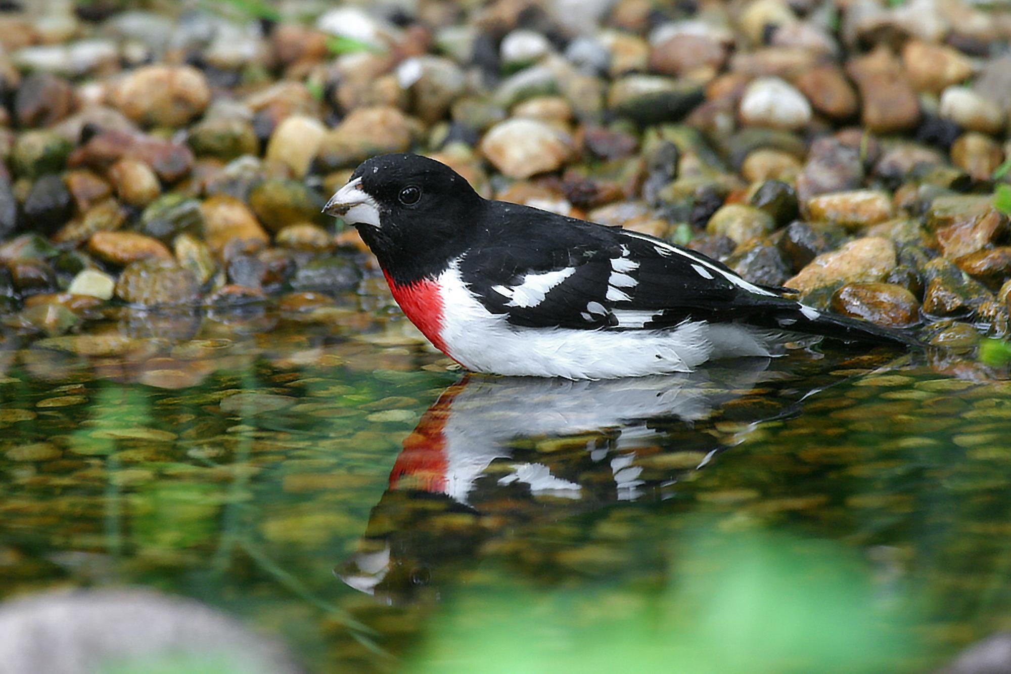 jeff rose breasted grosbeak male_0005 crop