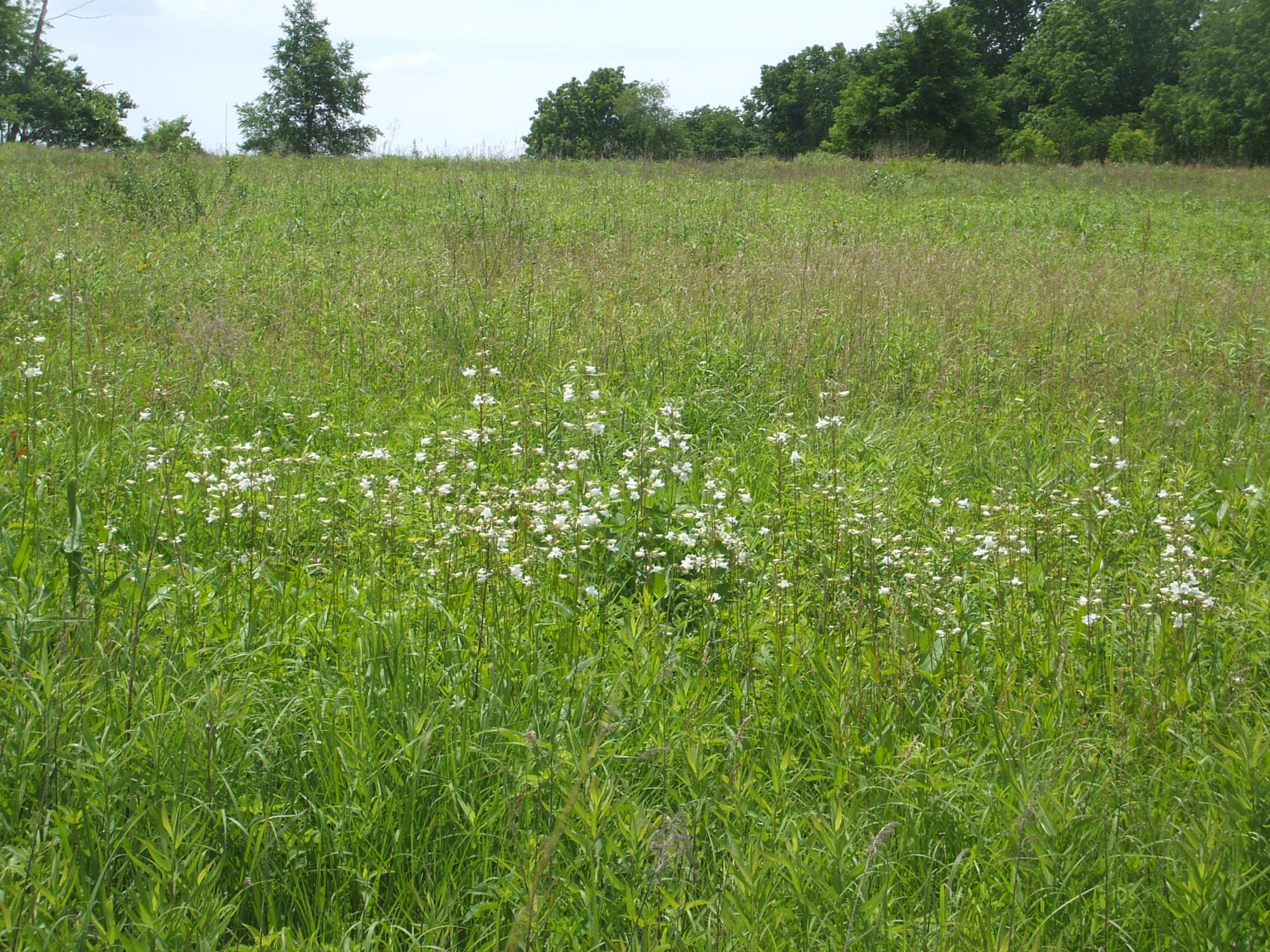 June prairie (DO)