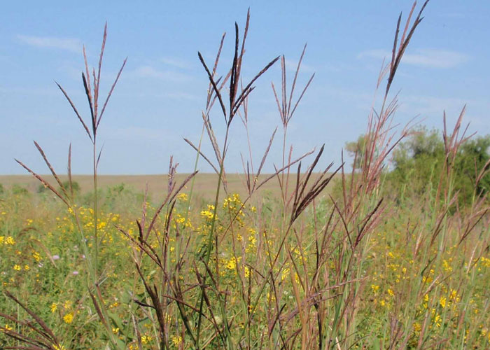 BigBluestem