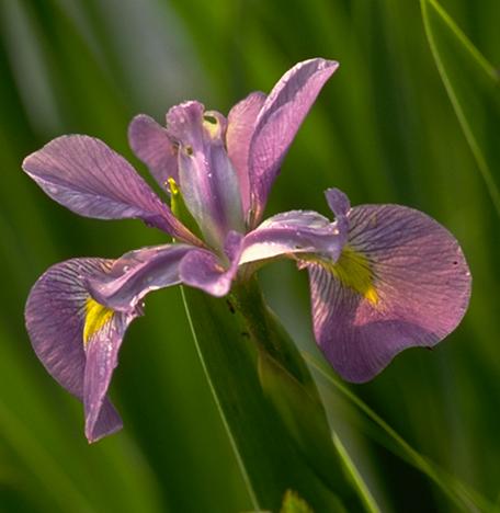 Blue Flag Iris