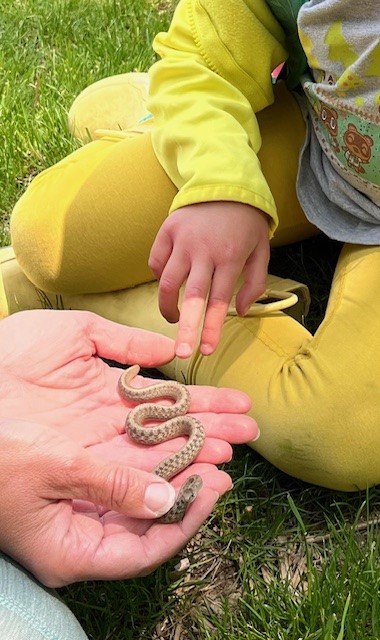 Child touching little snake